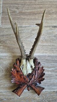 Srnčí trofej, parůžky