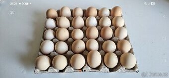 Násadová vejce SASEX kolumbijské