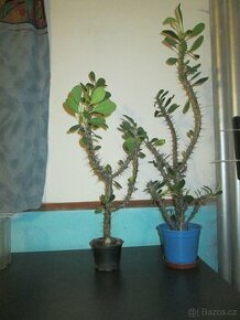 Euphorbia millii “Trnová koruna”
