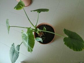 Alokázie / Alocasia cucullata 2 ks