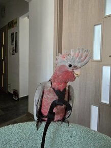 Kakadu Růžový - Ručně dokrmení