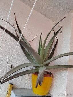 Velká Aloe Vera