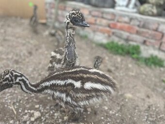 Prodám mláďata pštrosů hnědých Emu
