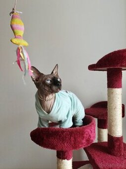 Kanadský sphynx
