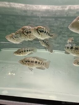 Parachromis managuensis.. - 1