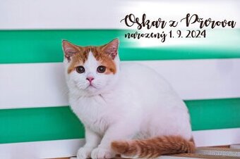 Britská krátkosrstá koťátka s PP