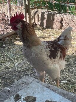 Kohouti na barevné vejce