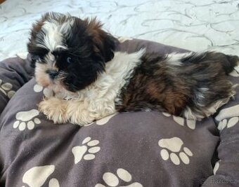 Shih - tzu - štěňátka bez pp