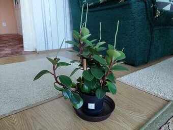 Pepřinec (Peperomia)
