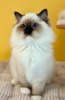 Ragdoll k odběru
