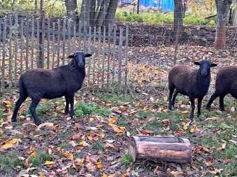 Ovce kamerunská, jehnice