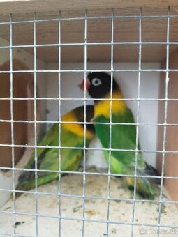 Agapornis škraboškový .