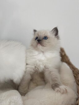 koťátka Ragdoll s PP – kočicka i kocourci 🐱💕