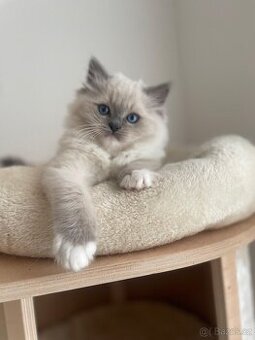 koťátka Ragdoll s PP  🐱