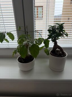 Pokroková rostlina 2ks