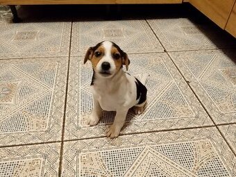 Jack Russell teriér