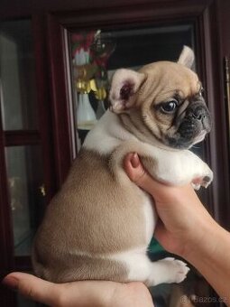 Francouzský buldoček s PP FCI