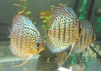 Profesionální léčivo Prazi-Q-Hexamita 50ml terčovci skaláry