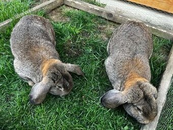 Samice Francouzských beranů