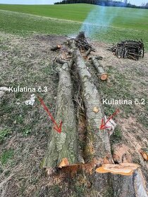 Třešňové dřevo - kulatina - 1