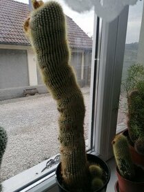 kaktus 55 cm