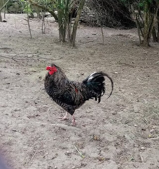 Násadová vejce