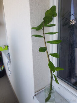 Zamioculcas