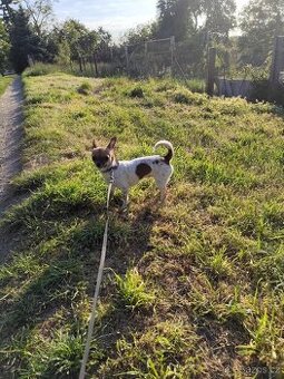 Civava kraktosrsta