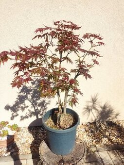 Tvarovaný strom, bonsai, niwaki, yamadori