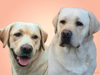 Štěňata Labradorského retrievera