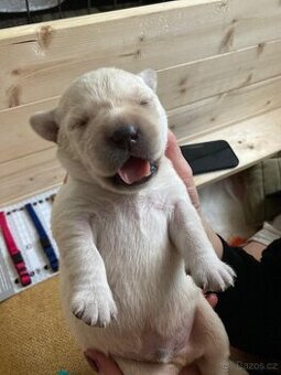 Labrador