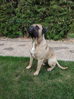 Bullmastiff