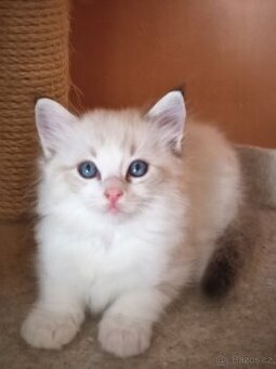 Ragdoll bez PP