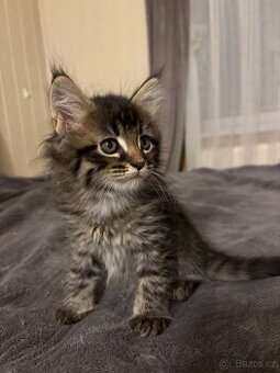 Maine coon mačiatka