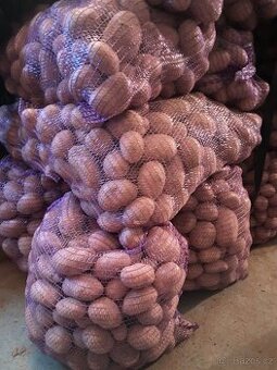 Brambory na uskladnění