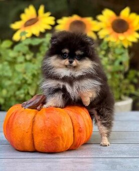 Pomeranian