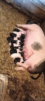 Prodám selata přeštického prasete.