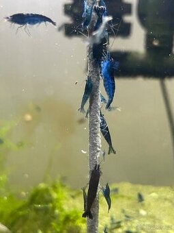 Krevetky modre Blue Diamond