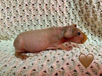 Skinny morče, samečci