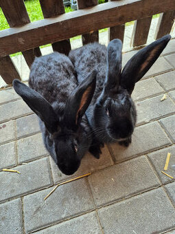 nemecky obrovity strakáč