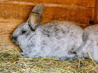 Velký světlý stříbřitý