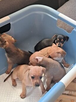 Pražský krysařík