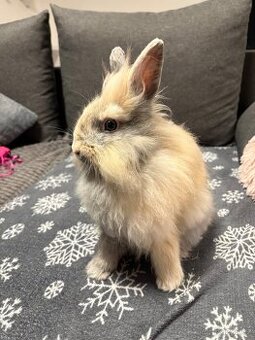 Teddy Beránek králík