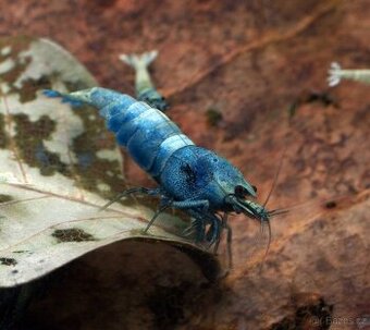 Krevetky Caridina Blue bolt
