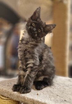 Mainské mývalí koťátko - holčička - k rezervaci.