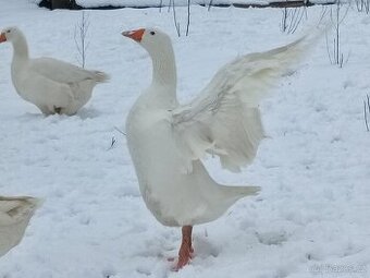 Nemecka nosna. Dvoulety kmen