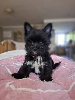 Yorkshirský teriér černý xs