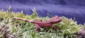 3.8.2 Correlophus ciliatus - Pagekon řasnatý