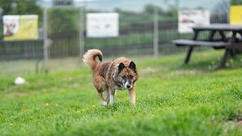 Emilka - kříženec, aktivní starší holčička, 8 let