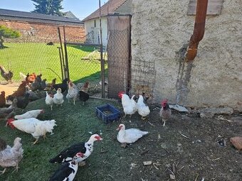 Prodám 8 páru asy 8 páru kacen - 1